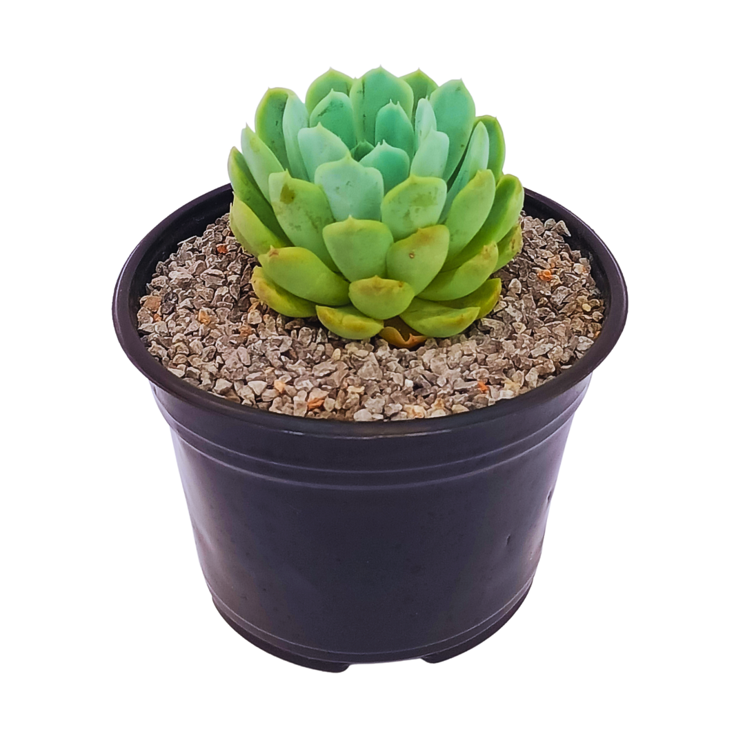 Echeveria Elegans