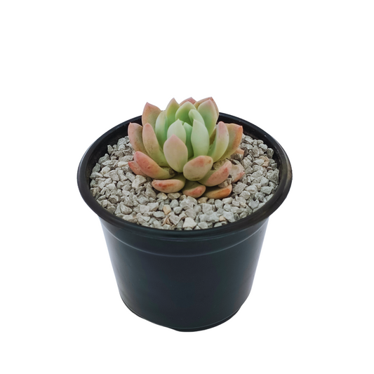 Echeveria Grey Red