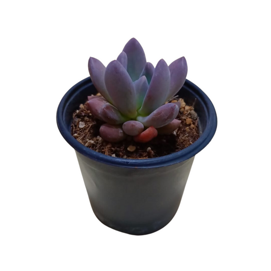 Echeveria Haagai Tolimanensis