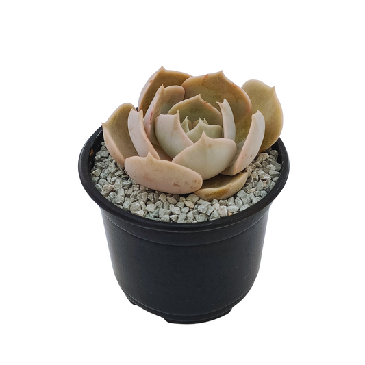 Echeveria Pollux