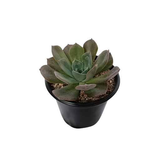 Echeveria Princess Blue