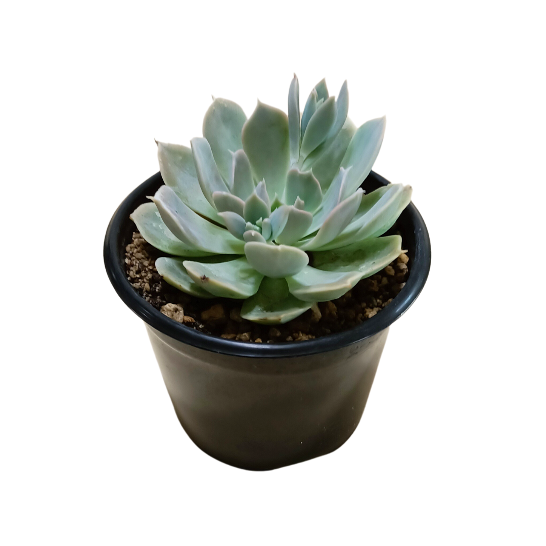 Echeveria Runyonii Pink Edge