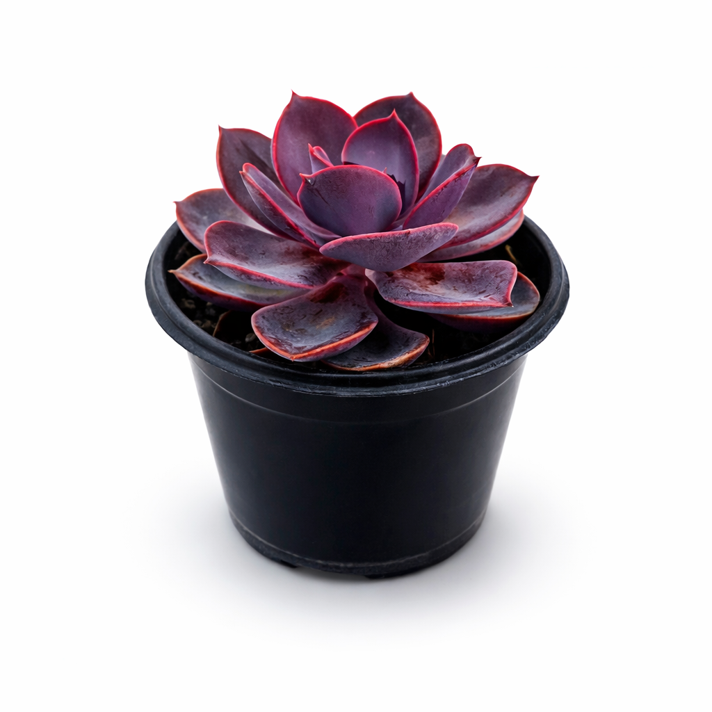 Echeveria purple pearl en maceta con tonos violetas
