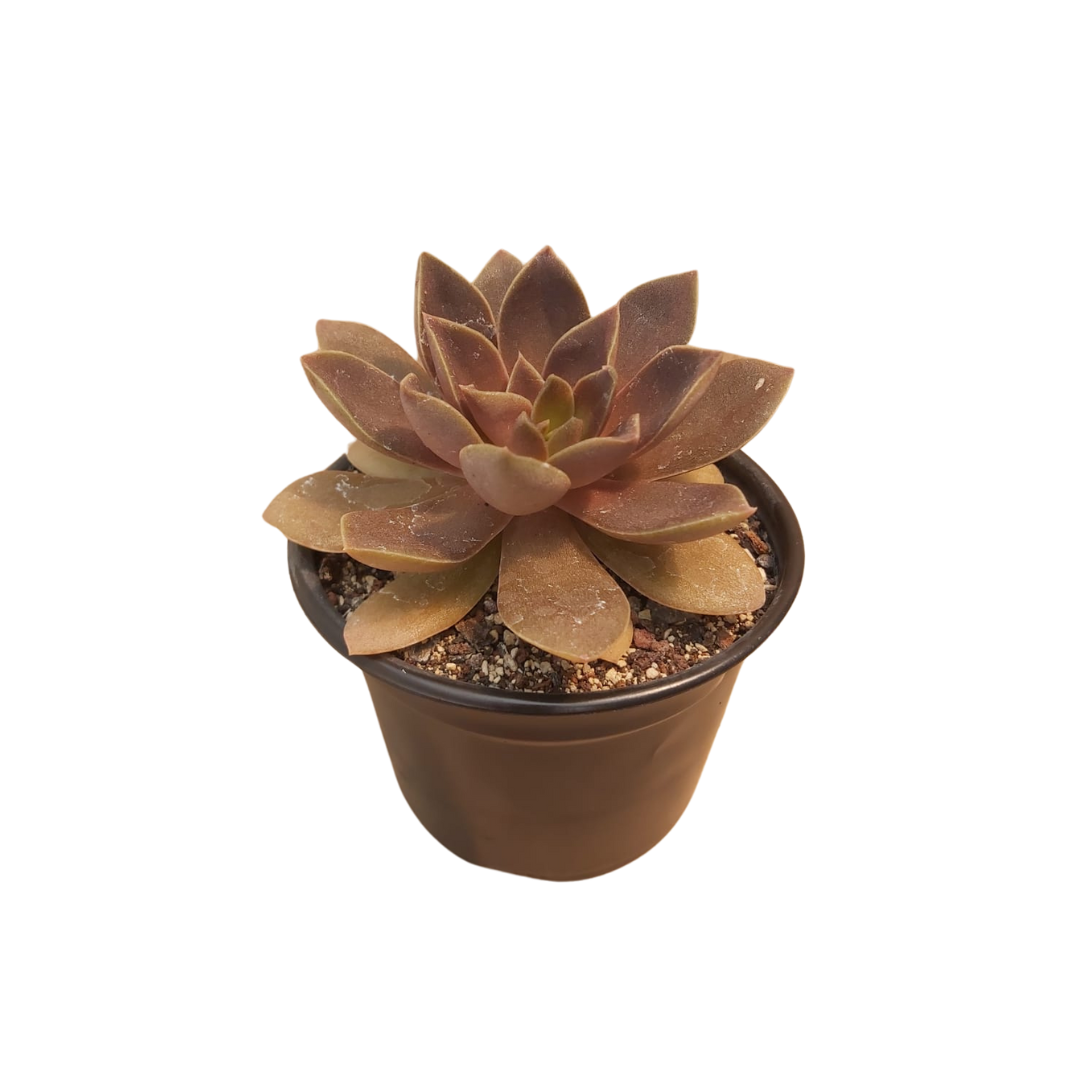 Echeveria Carnicolor