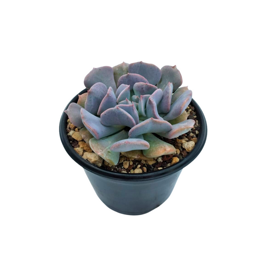 Echeveria Cubic Frost