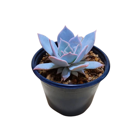 Echeveria Lady Gray