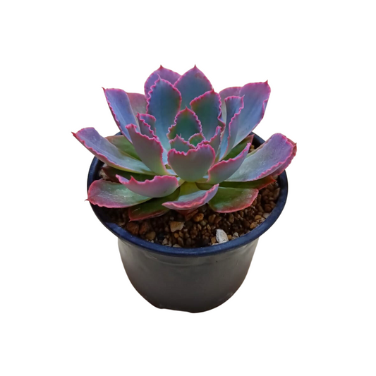 Echeveria Neon Breakers