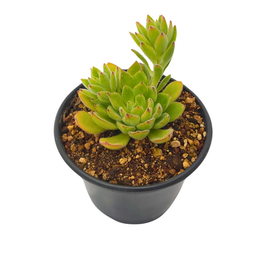Echeveria Setosa