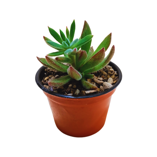 Echeveria Setosa Arrow