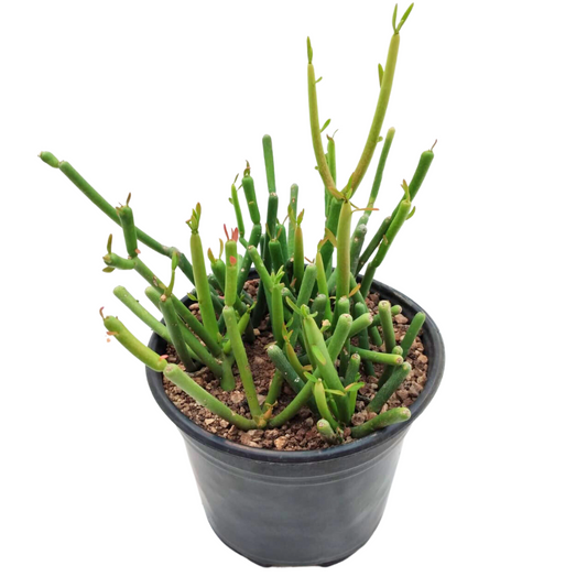 Euphorbia Tirucalli