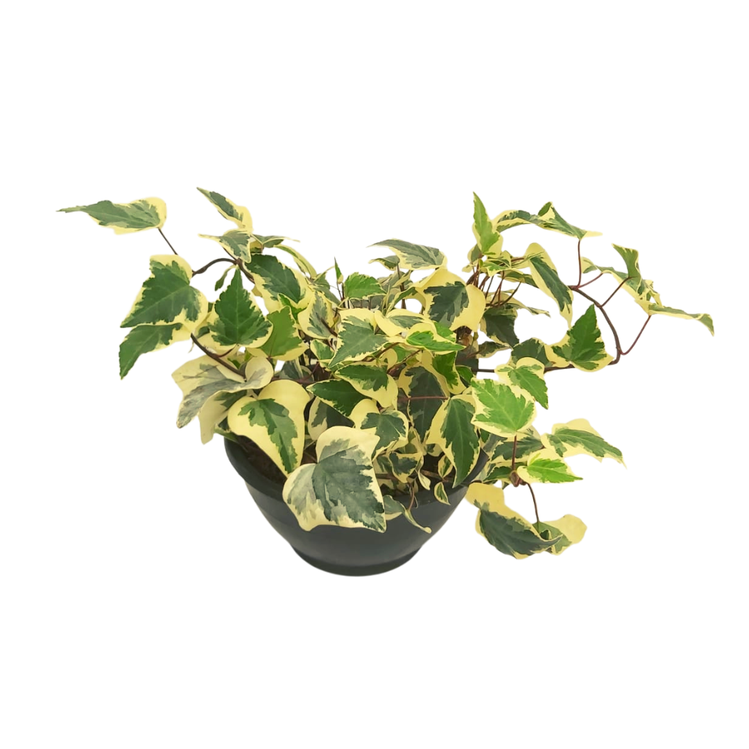 Hiedra Variegada