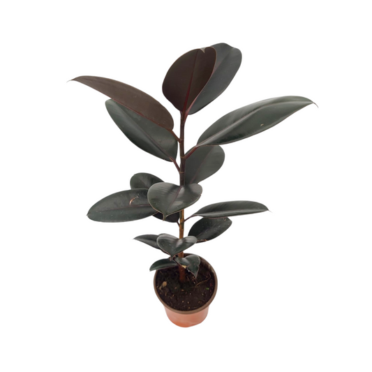 Ficus hule