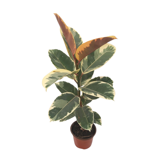 Ficus tineke