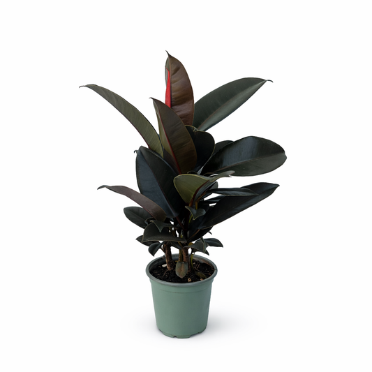 Ficus elástica burgundy hule negro en maceta con hojas oscuras brillantes