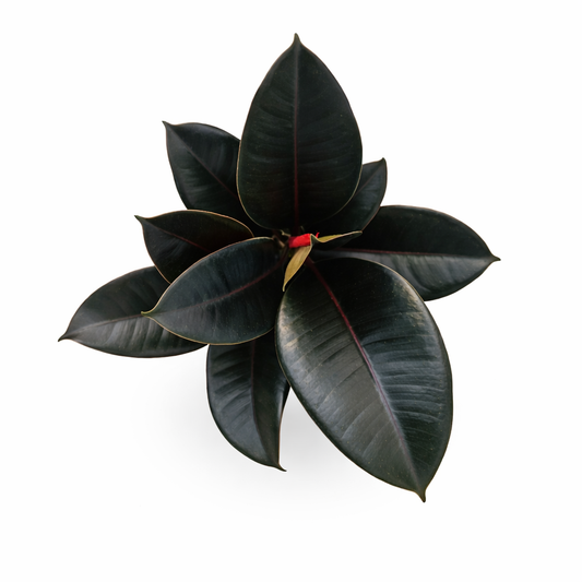 Ficus elastica burgundy hule negro en maceta con hojas oscuras brillantes toma aérea
