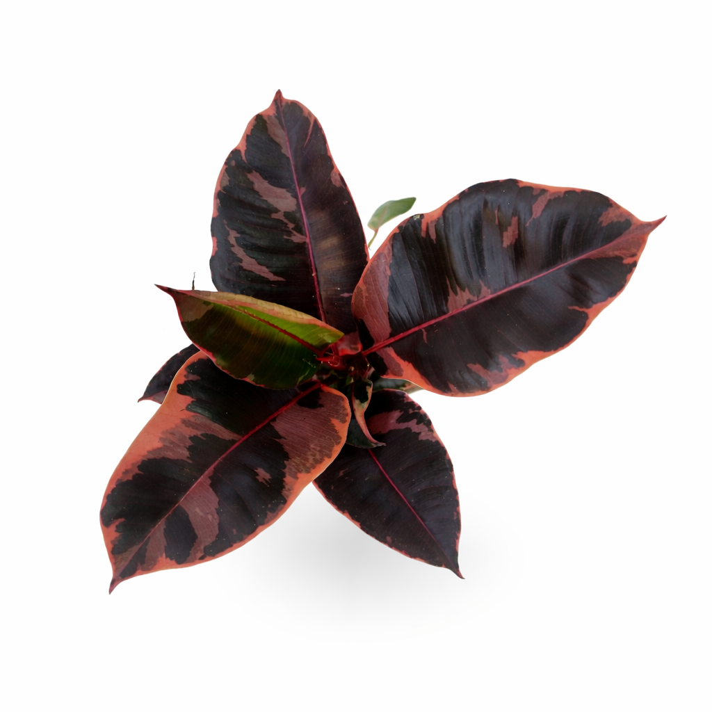 Ficus elastica ruby hule rosa con hojas variegadas en maceta toma aérea