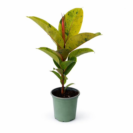 Ficus elástica shivereana con hojas moteadas en maceta