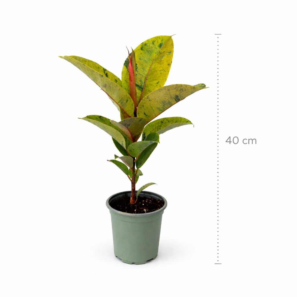 Ficus elástica shivereana con hojas moteadas en maceta con medidas 