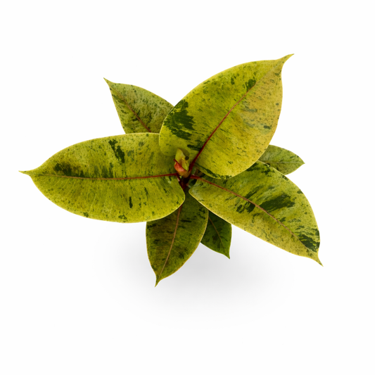 Ficus elástica shivereana con hojas moteadas en maceta toma aérea