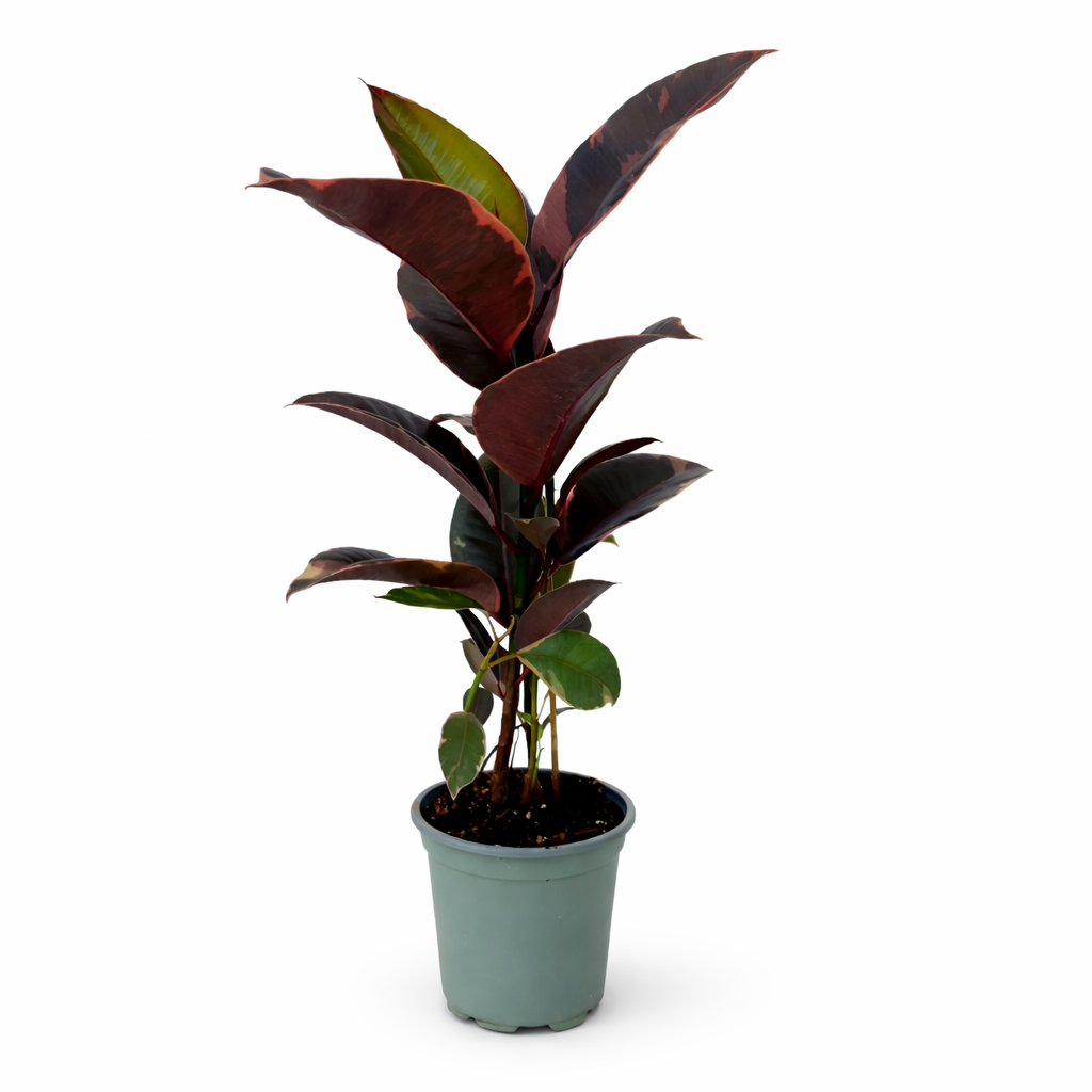 Ficus elastica ruby hule rosa con hojas variegadas en maceta