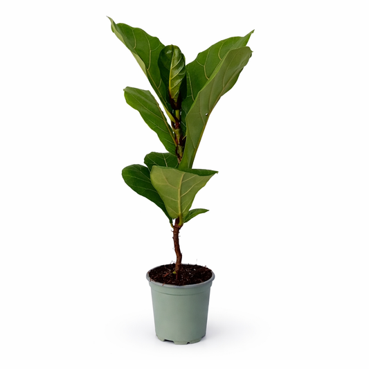 Ficus lyrata bambino en maceta con hojas verdes tipo violín