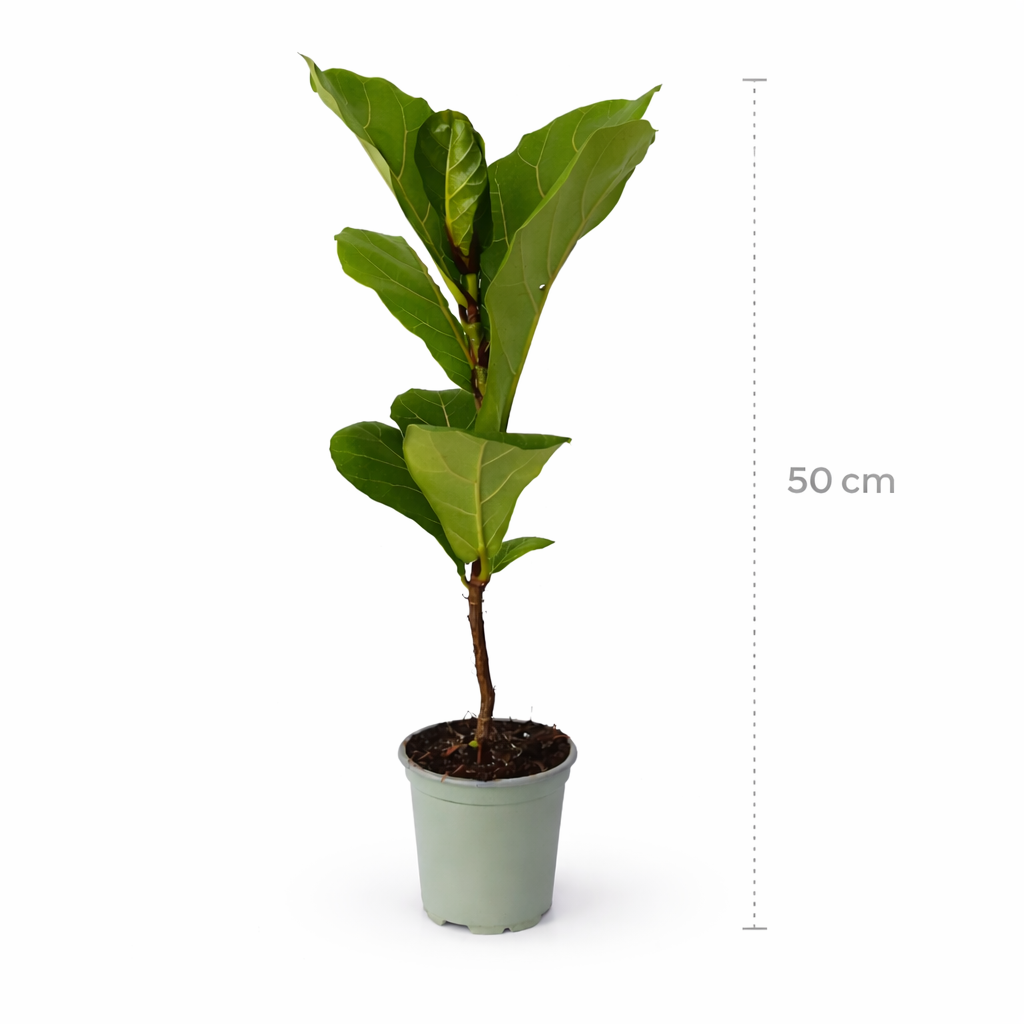 Ficus lyrata bambino en maceta con hojas verdes tipo violín con medidas 