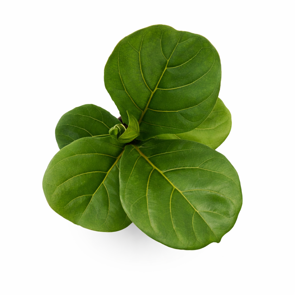 Ficus lyrata bambino en maceta con hojas verdes tipo violín toma aérea
