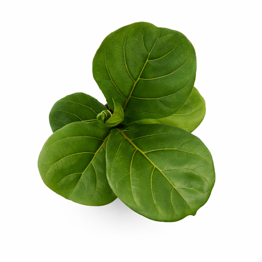 Ficus lyrata bambino en maceta con hojas verdes tipo violín toma aérea