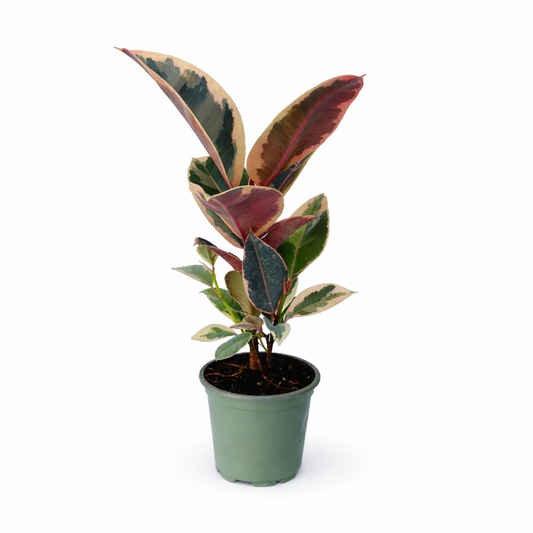 Ficus tineke en maceta con hojas variegadas verde y crema