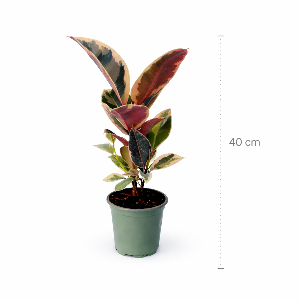 Ficus tineke en maceta con hojas variegadas verde y crema con medidas