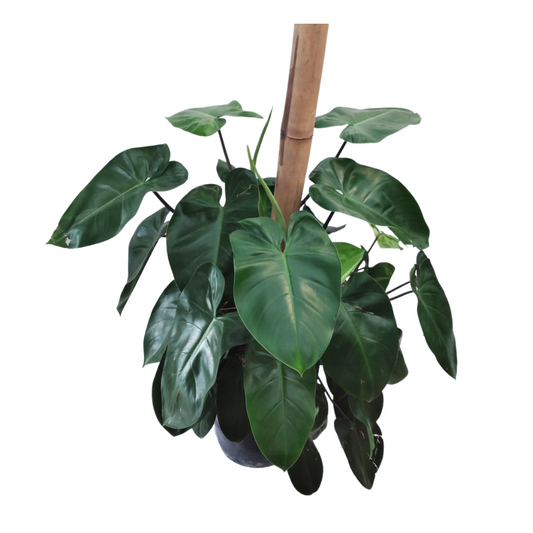 Filodendro Erubescens
