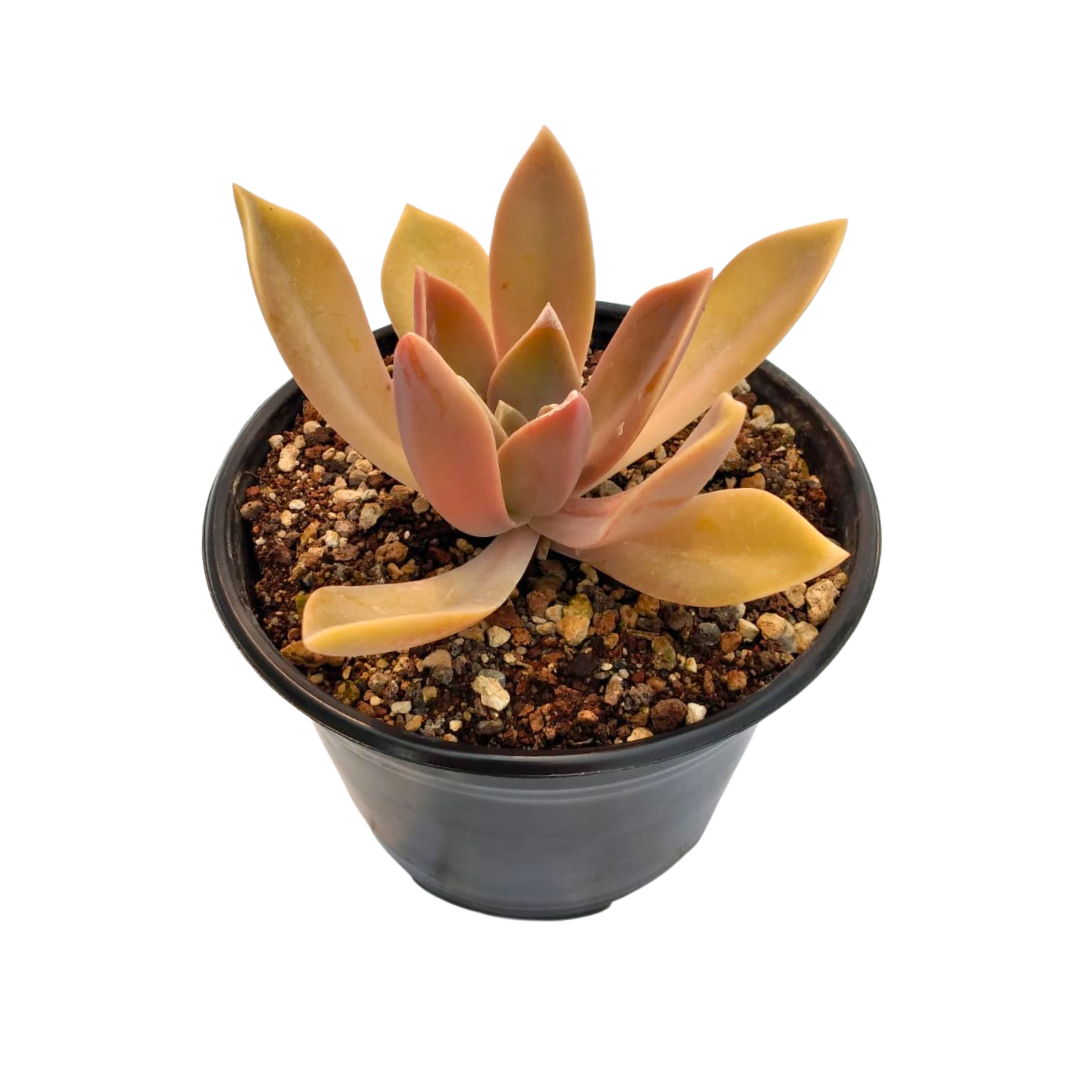 Graptoveria Fred Ives