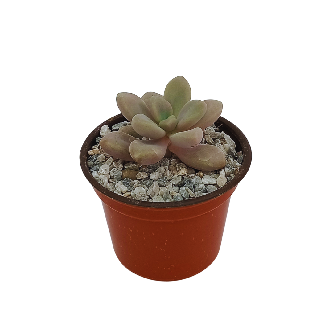 Graptopetalum Amethystinum