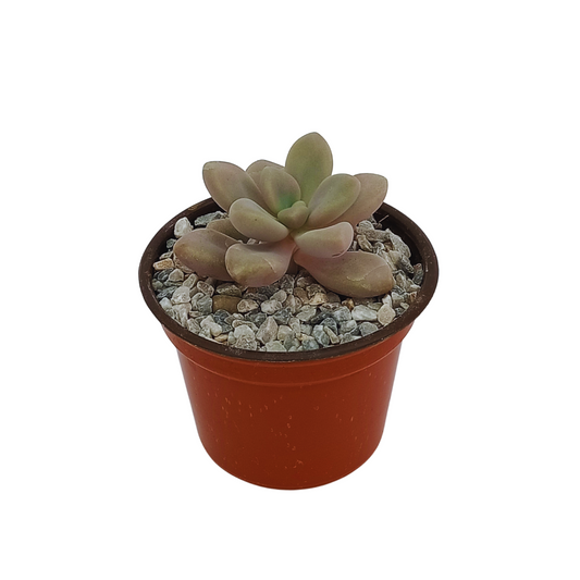 Graptopetalum Amethystinum