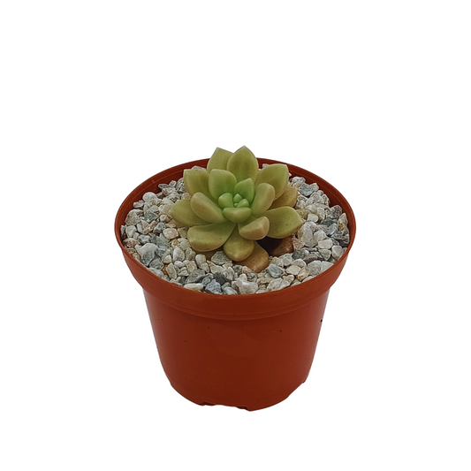 Graptopetalum Mendozae