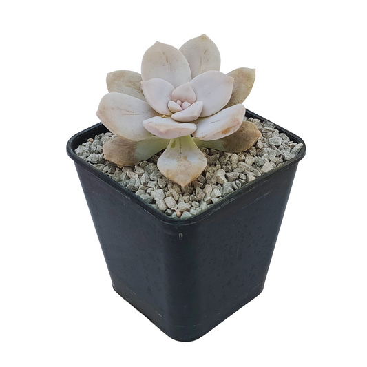 Graptopetalum Pentandrum