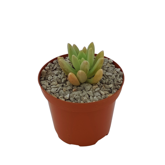 Graptopetalum Sunshine