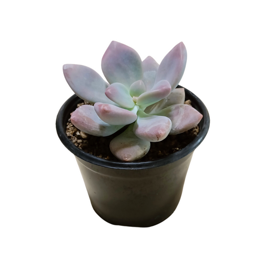 Graptopetalum Murasaki