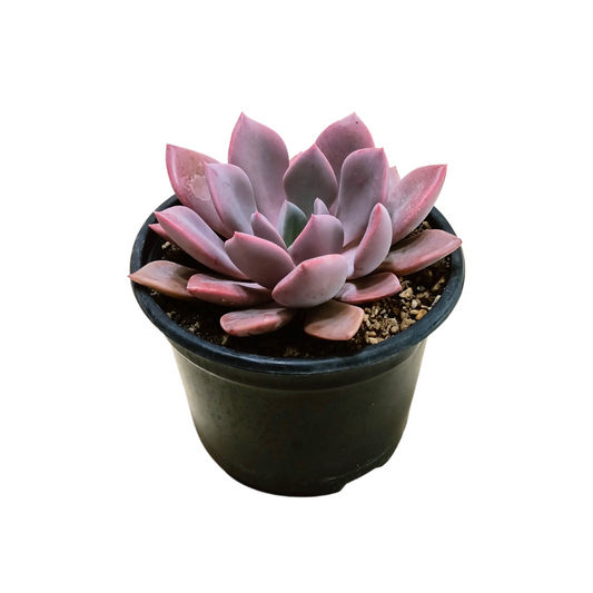 Graptoveria Debbie