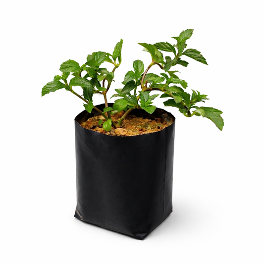 Planta Wedelia de flor amarilla intensa con follaje verde brillante, ideal como cubresuelos ornamental en jardines soleados.