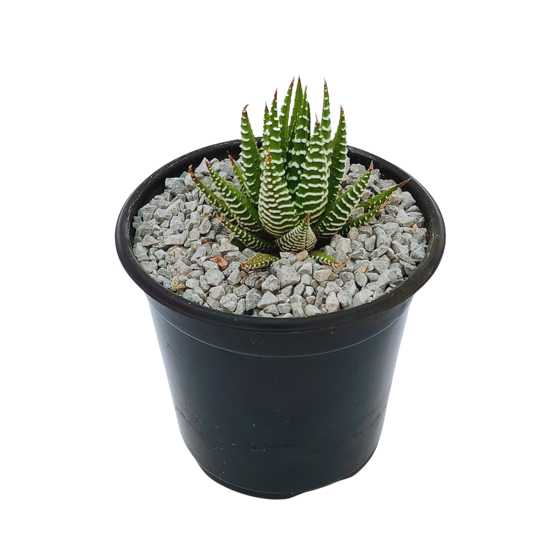 Haworthia Attenuata
