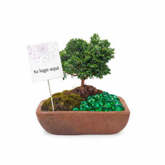 Hinoki bonsai decorado en maceta