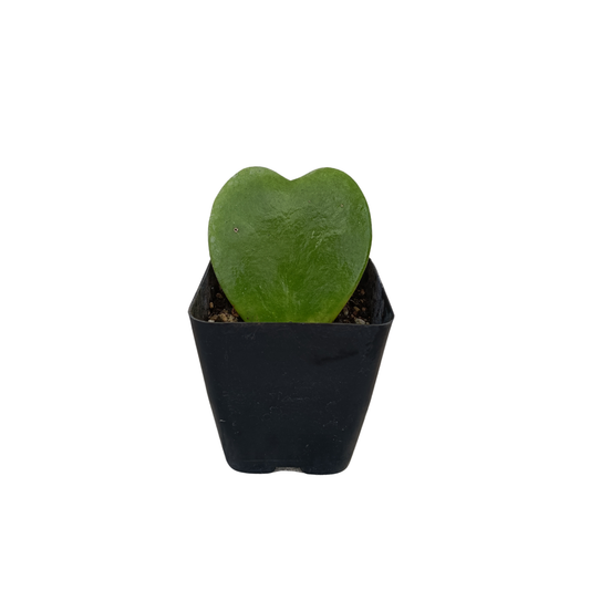 Hoya Kerry