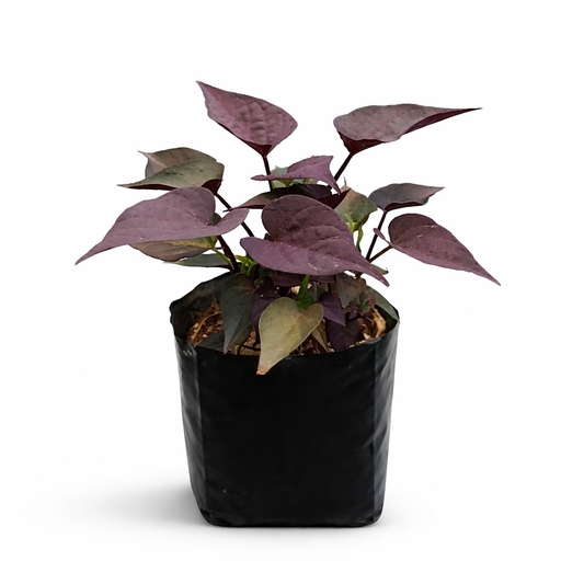 Ipomea tinta planta colgante de hojas moradas oscuras en maceta