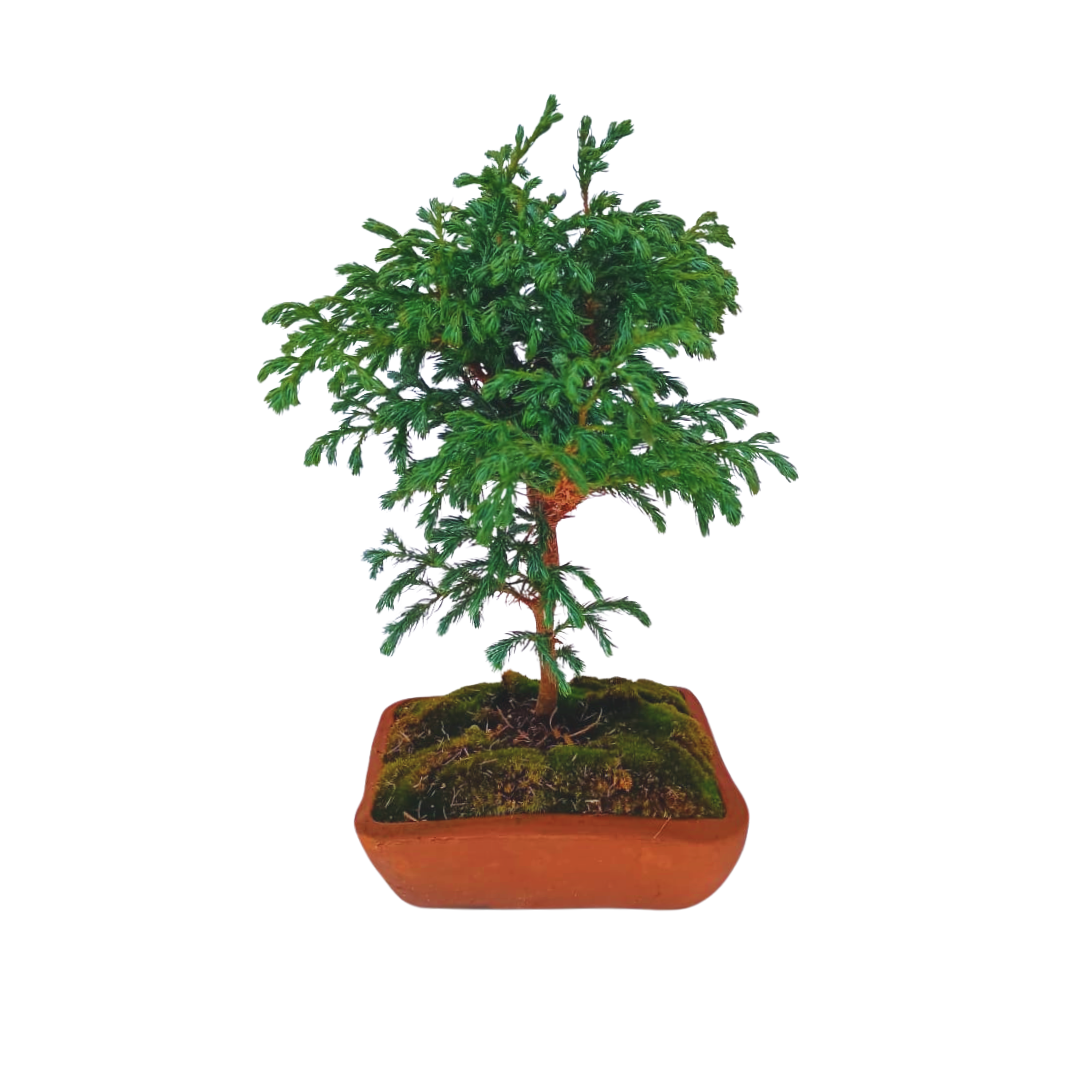 Junípero boulevard bonsai