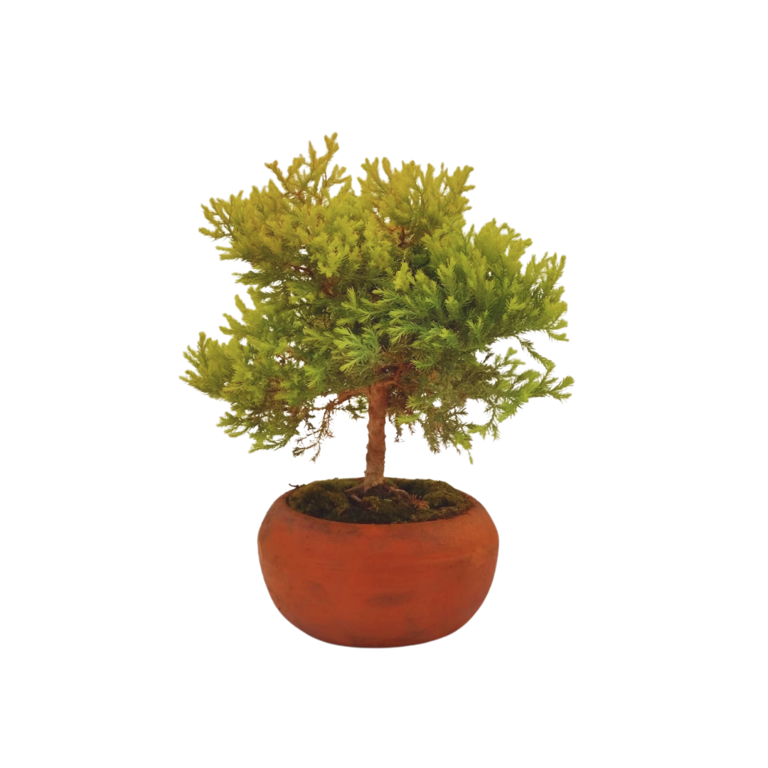 Junípero oro viejo bonsai