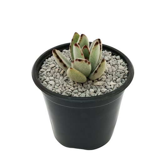 Kalancho Tomentosa