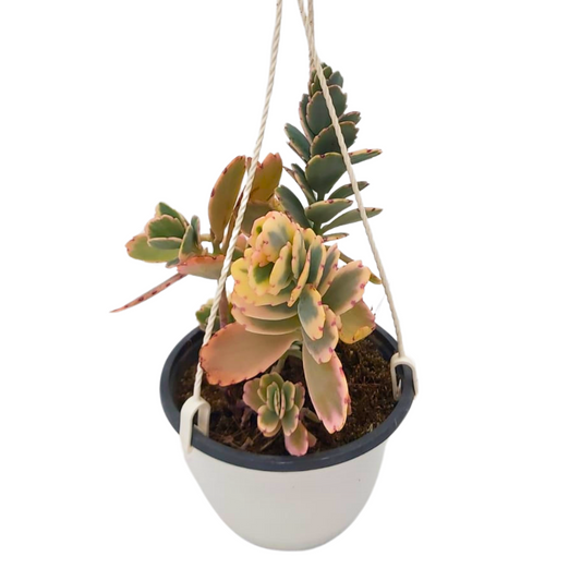 Kalanchoe Fedtschenkoi