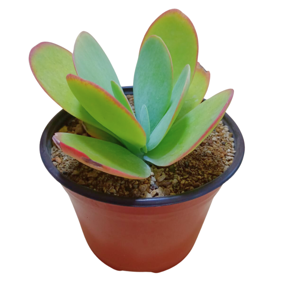 Kalancho Thyrsiflora