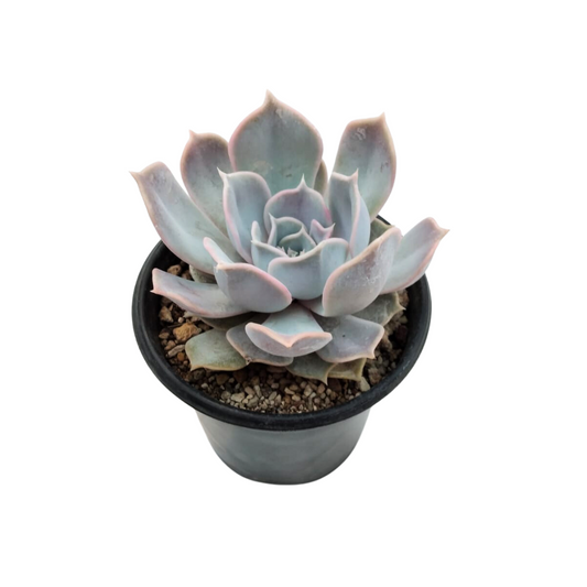 Echeveria Lilacina